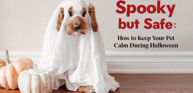 How to Safely Get Your Spoked On This Halloween